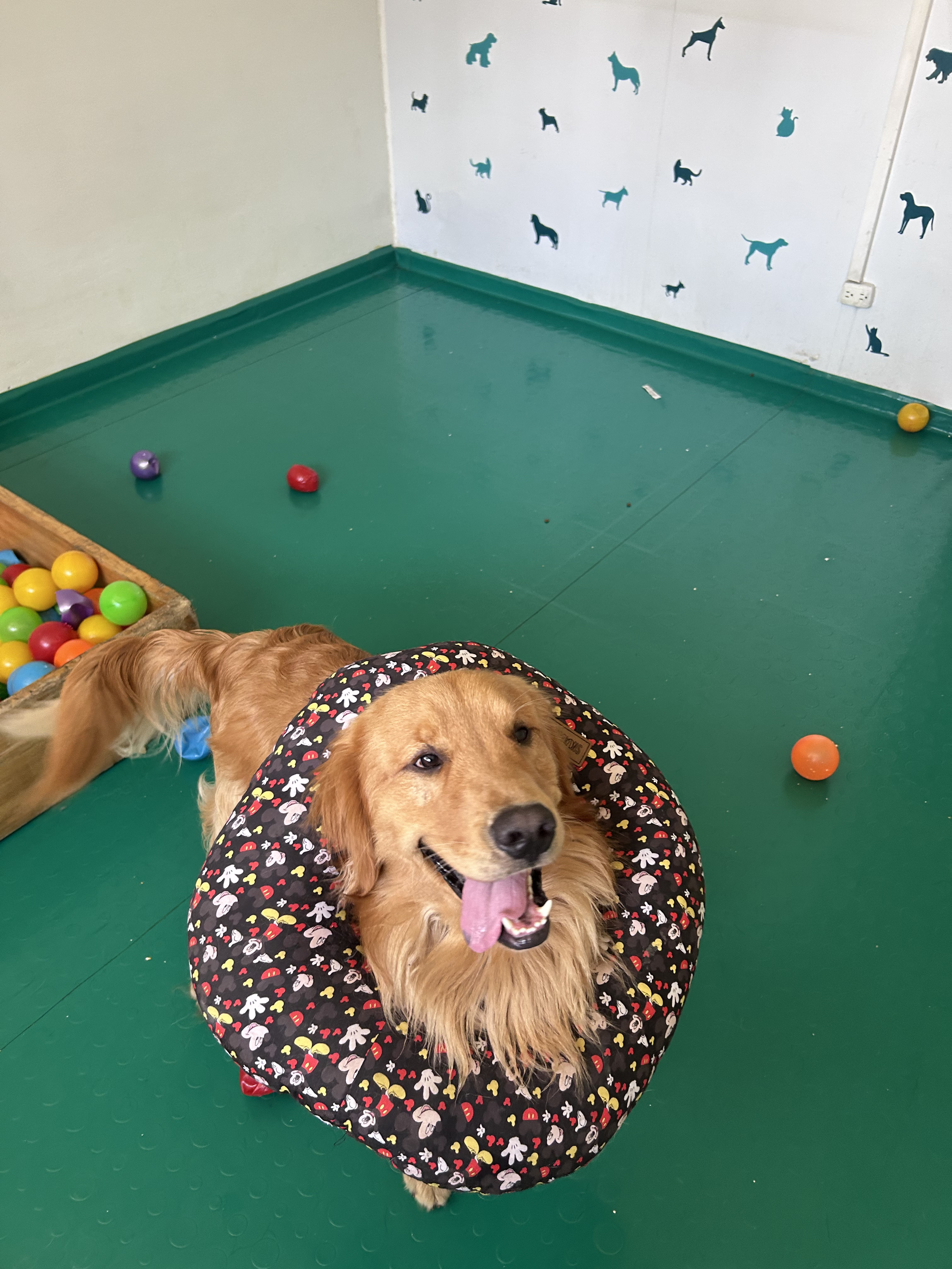 Perro jugando en Amico