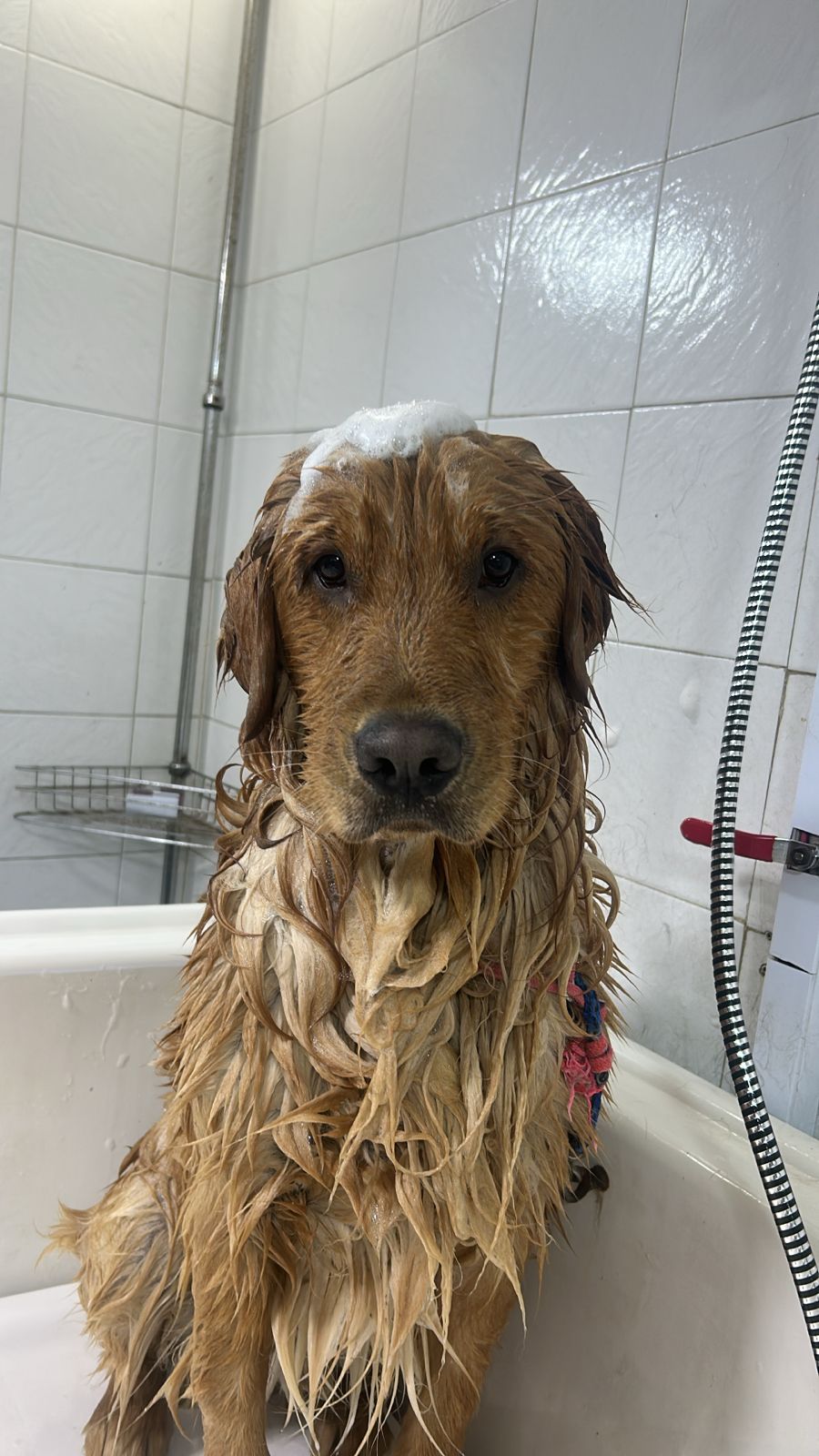 Perro cuidado en Amico