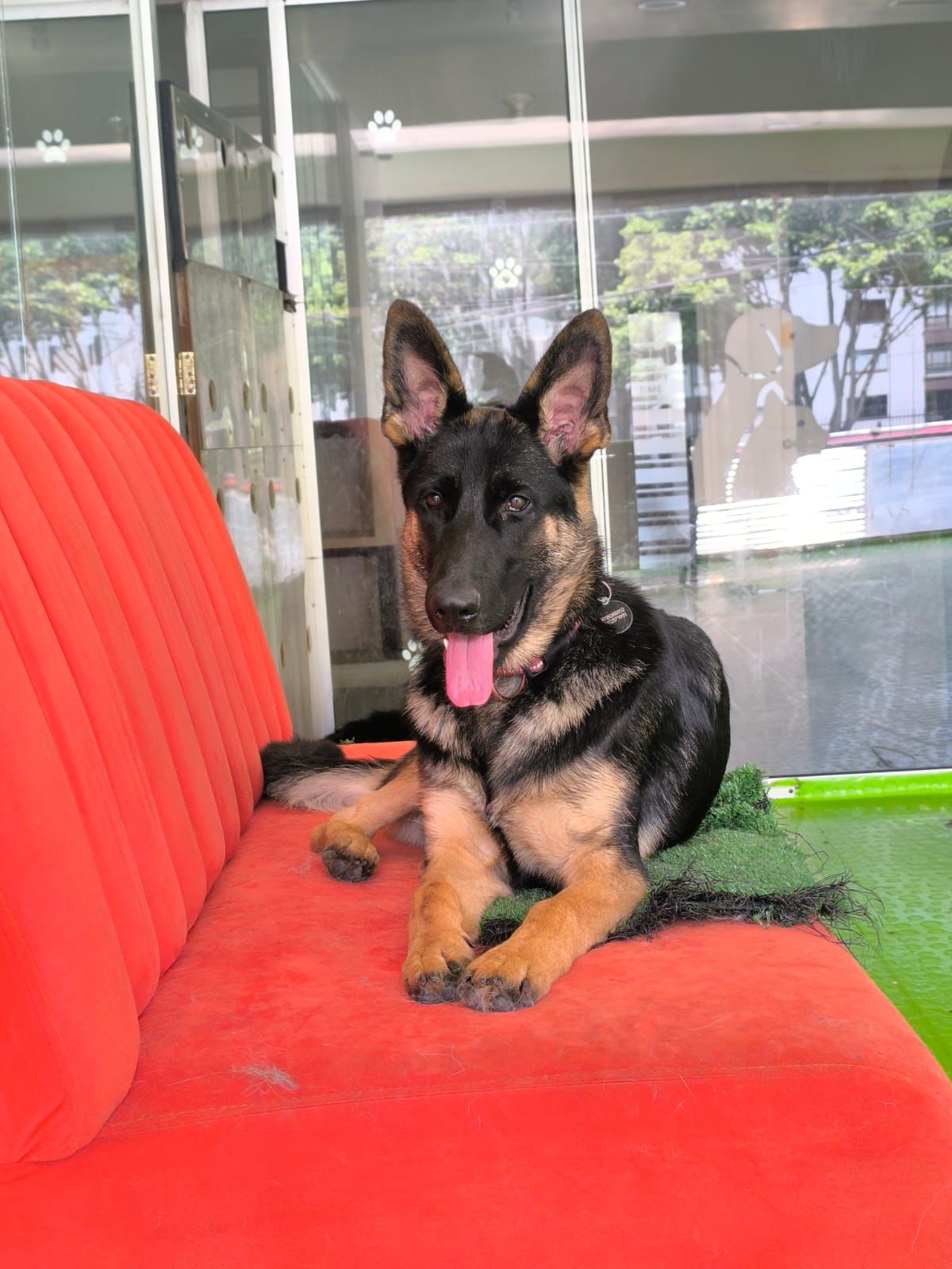 Perro jugando en Amico